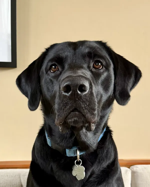 Jake, Joey's black Labrador, looking straight at the camera.