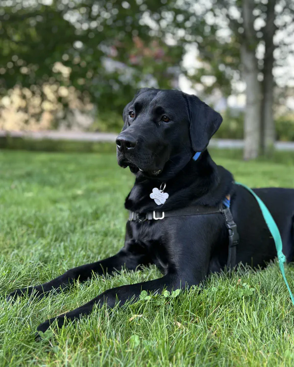 Jake, a black Labrador, lying in the grass.